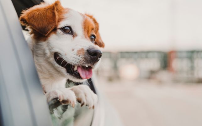 camino inglés traslados con perro