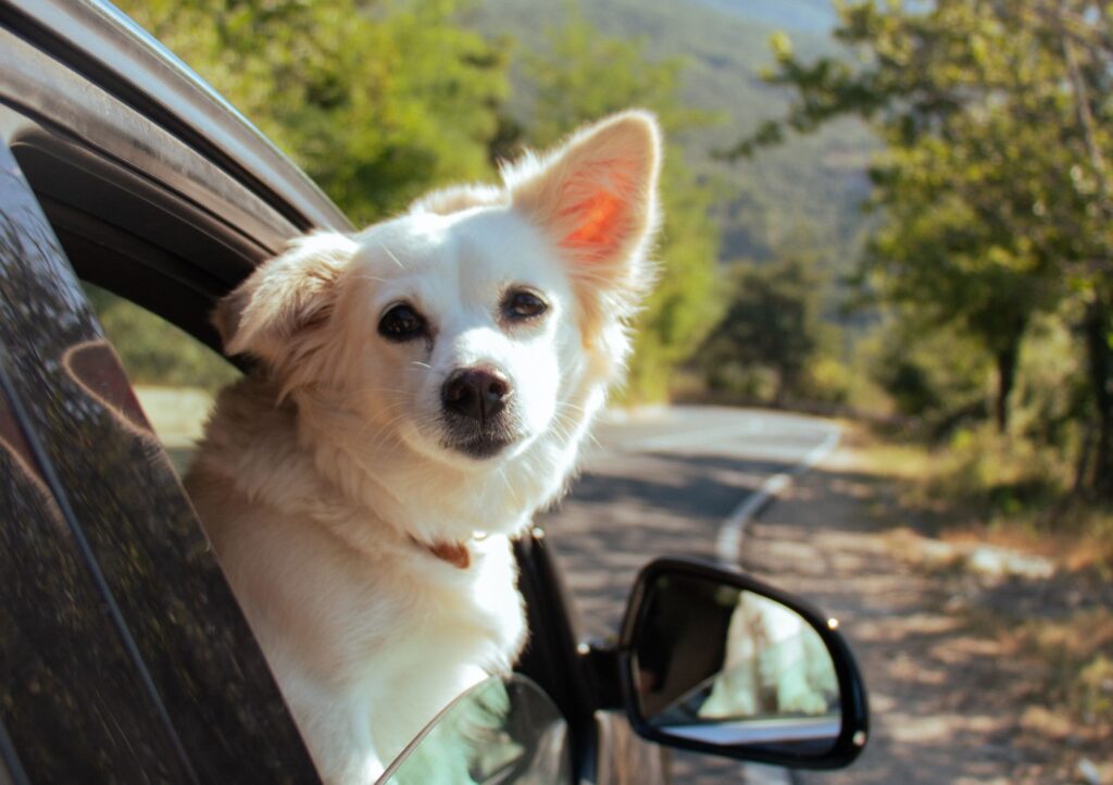 Servicios de asistencia veterianaria para perros | Buen canino