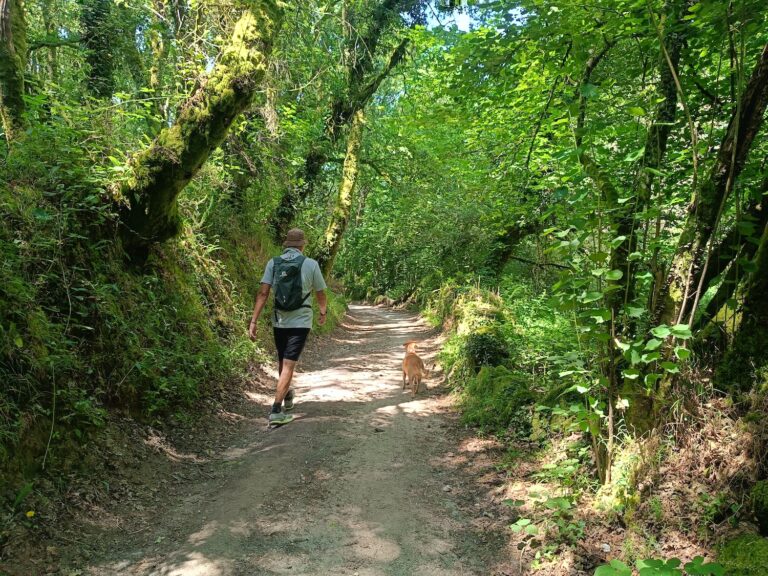Camino de Santiago con perro: dificultades reales y cómo evitarlas