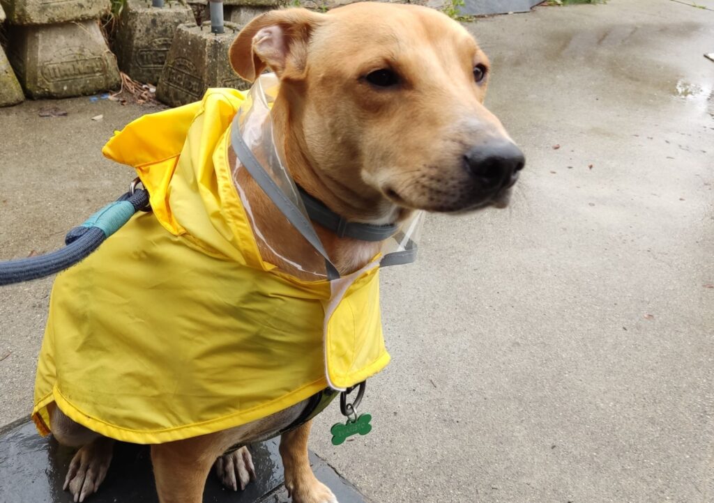 seguro de viaje para tu peror en Camino de Santiago | Buen canino