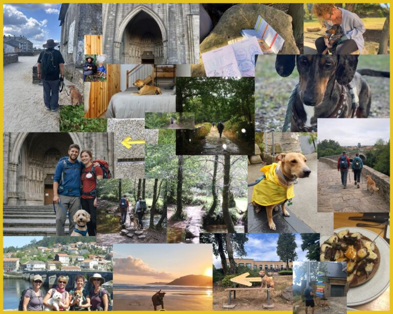 Un día en el Camino de Santiago con perro