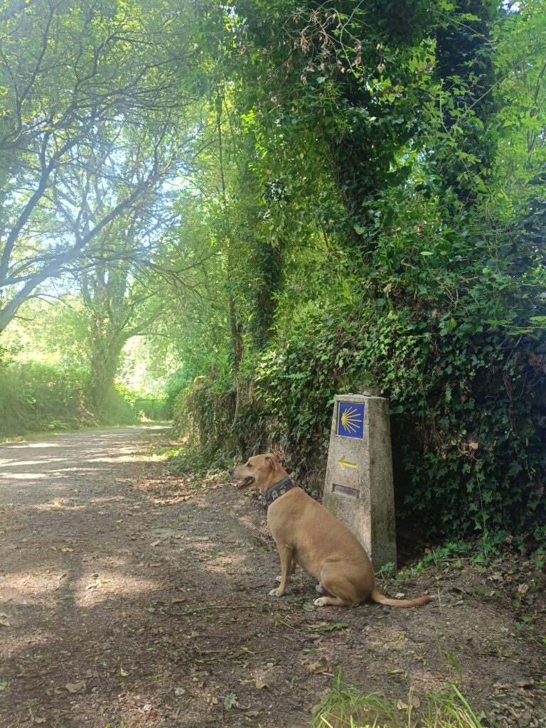 camino de santiago con perro| Camino perregrino