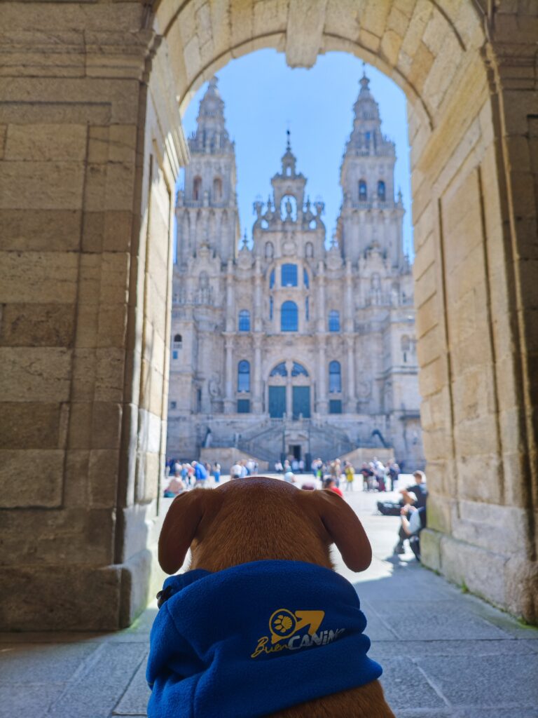 camino de santiago con perro - año jacobeo