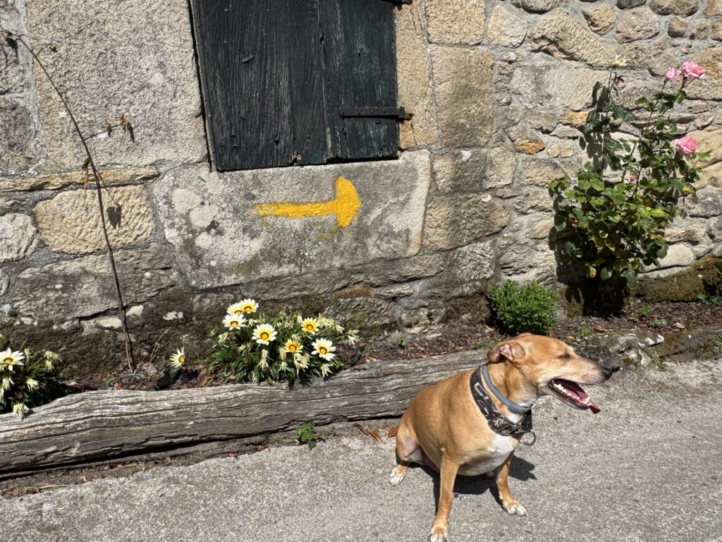 felcha amarilla - camino francés desde Sarria