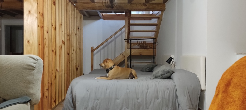 Perro descansando en un alojamiento pet friendly del Camino de Santiago