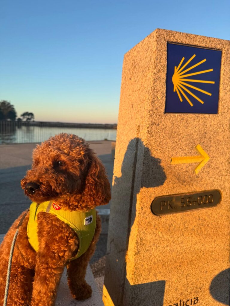 variante espiritual Camino de Santiago dog friendly