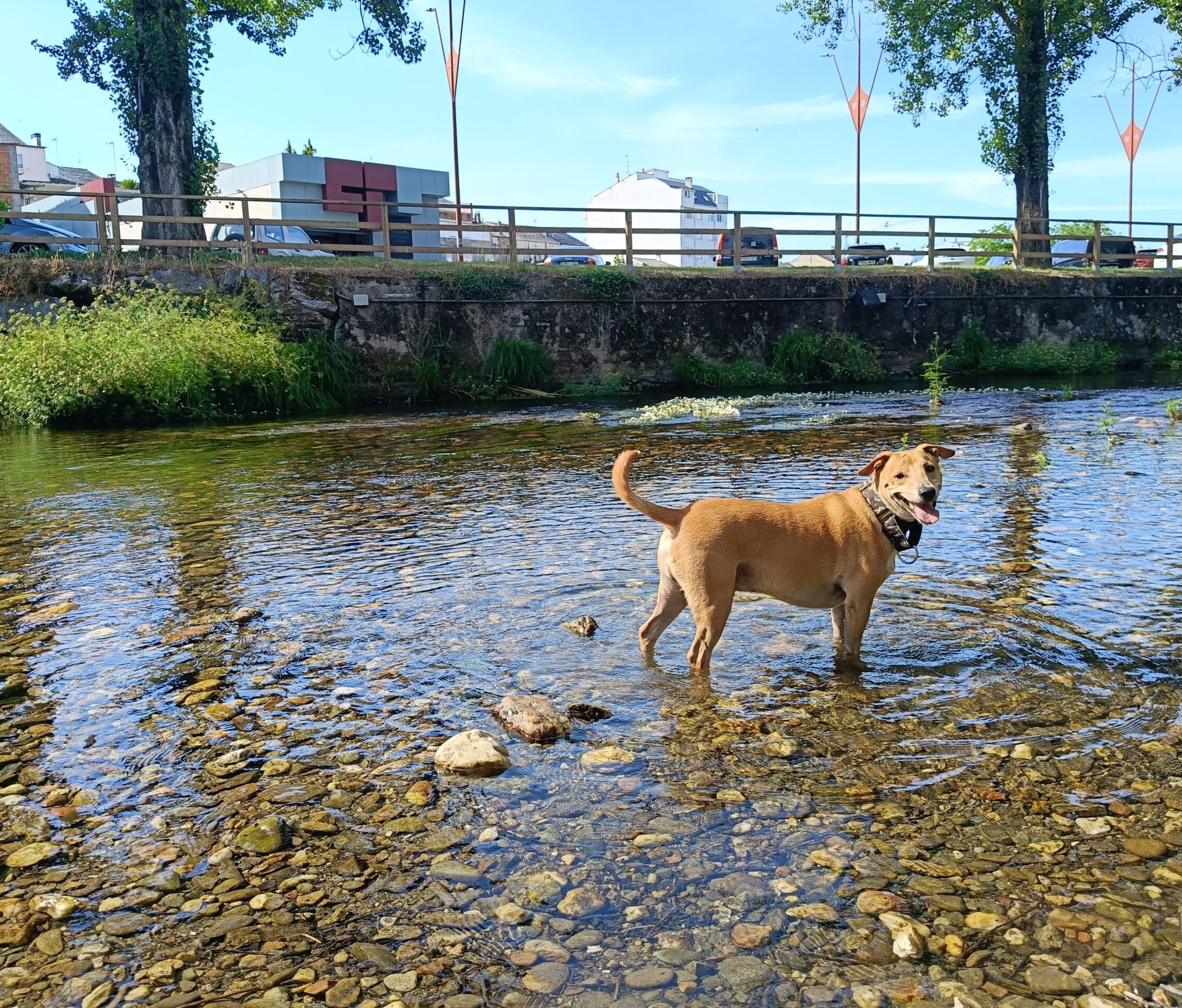 santiago con perro | Tu agencia del Camino con mascota